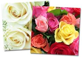 Servietten Rosen