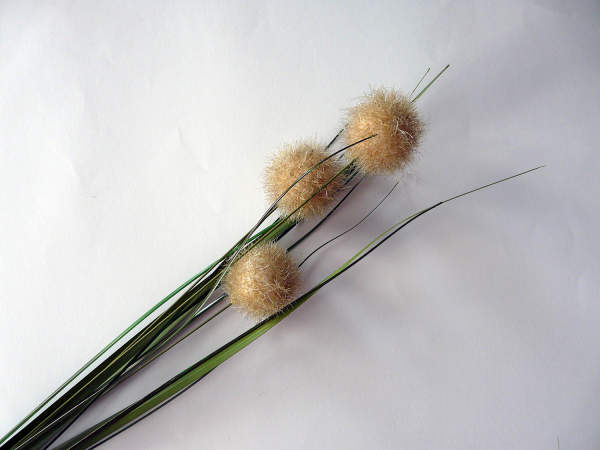 Pusteblume Kunstblume creme braun, Ø 3 cm, 62 cm lang