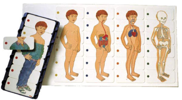 Anatomischer Junge Puzzle