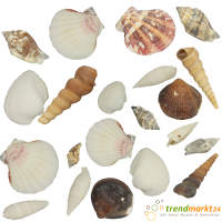Muscheln natur gemischt 100g Beutel, große Muscheln