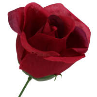 Rose rot magenta Ø 6 cm ca 26 cm lang 1 Stück...