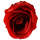 Rose rot Ø 5 cm Seidenblume 50 cm lang Kunstblume Rose Floristik