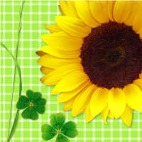 Papierservietten Sonnenblume 3-lagig, 33x33 cm, 20...
