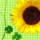 Papierservietten Sonnenblume 3-lagig, 33x33 cm, 20 Stück grün gelb