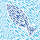 Papierservietten blau Fische Kommunion Konfirmation 3-lagig, 33x33 cm, 20 Stück