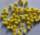 Pompon gelb 15mm 60 Stk,