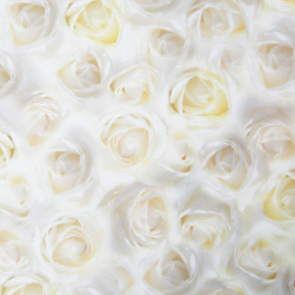Motivkarton Weiße Rosen, 200 g/m², DIN A4, 5 Blatt