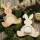 Teelichthalter Hase mit Vertiefung, 10,2 x 14,2 cm, Sperrholz,1 Stück