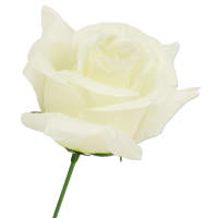 Rose creme Ø 7 - 8 cm, 27 cm lang Seidenblume 1...