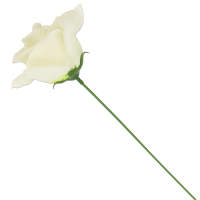 Rose creme Ø 7 - 8 cm, 27 cm lang Seidenblume 1...