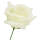Rose creme Ø 7 - 8 cm, 27 cm lang Seidenblume 1 Stück Kunstblume