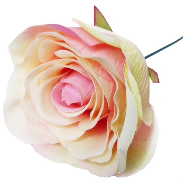 Rose creme rosa, Ø 7 - 8 cm, 25 cm lang