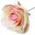 Rose creme rosa, Ø 7 - 8 cm, 25 cm lang