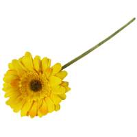 Gerbera gelb Ø 7 cm, ca. 30 cm lang 1 Stück...